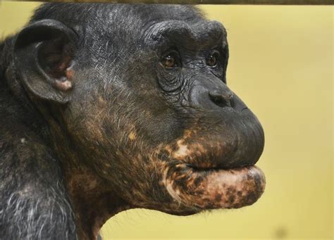 Twycross Zoo Chimpanzee Photo By Lisa Tank