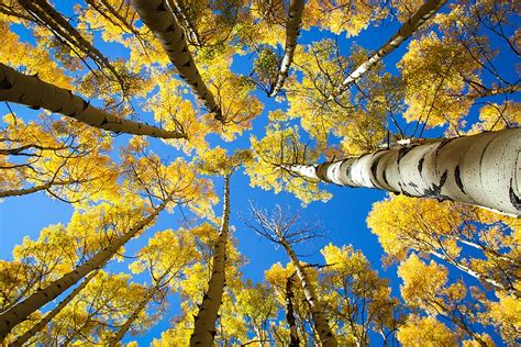Discover More Than 55 Aspen Tree Wallpaper Best Incdgdbentre