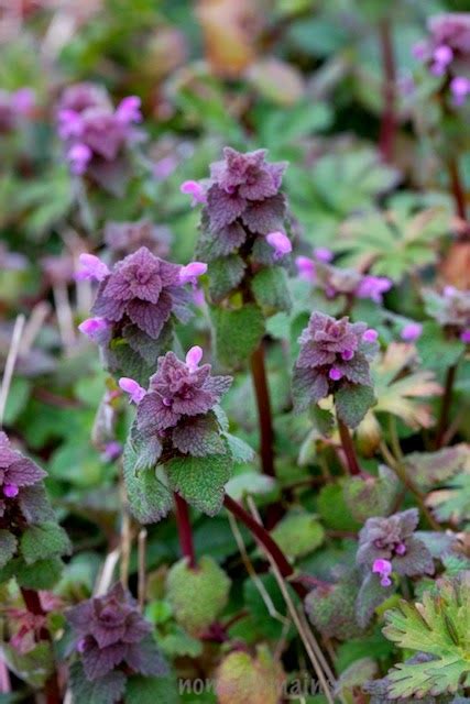 Termite baits are strategically placed around your yard to lure termites in. The Herb Hound: PURPLE DEADNETTLE/RED HENBIT