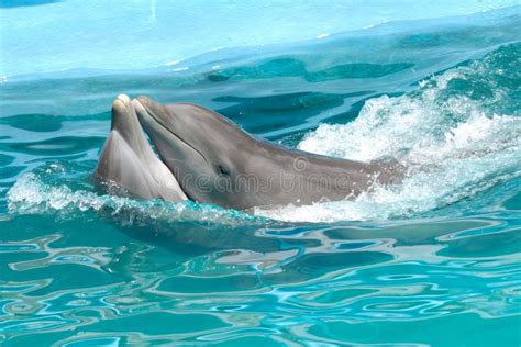 Dolphin Love Stock Image Image Of Amusement Gray Flipper 4979005