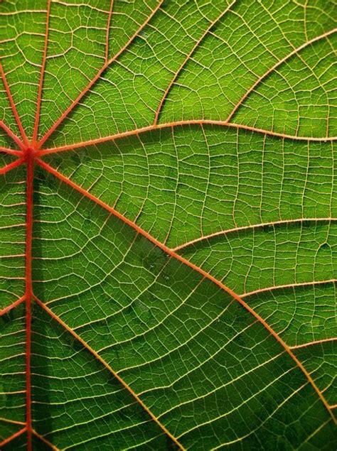Looking At Detail Patterns In Nature Texture Photography Green Nature