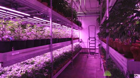 Cannabis Vertical Farm With Led Grow Lights From Bml Horticulture Youtube