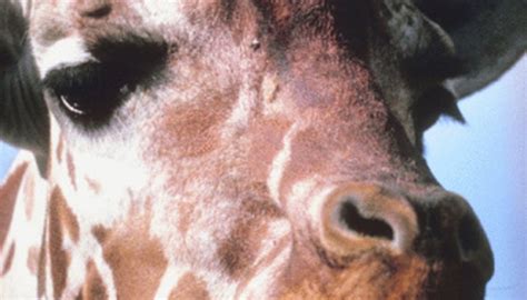 Information On Giraffe Eyes Sciencing
