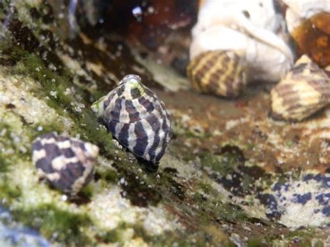 Zebra Snail Complete Guide To Care Breeding Tank Size And Disease