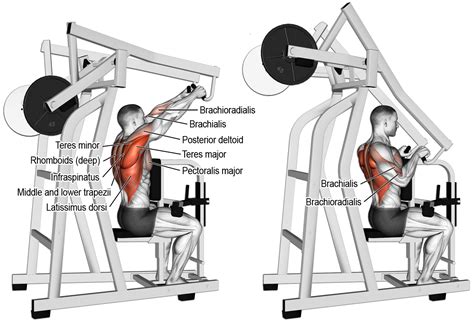 High back muscles diagram / their main function is contractibility. Comment effectuer le high rowing à la machine ? | Back ...