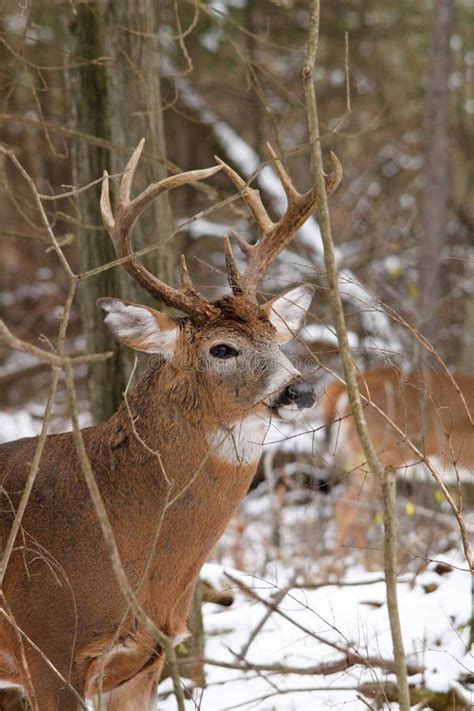 Whitetail Deer Buck Fall Rut Stock Image Image Of Forest Chase 33090297