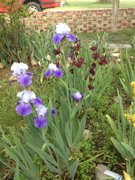 Tricks And Landscaping That You Need To Know Irish Garden Iris