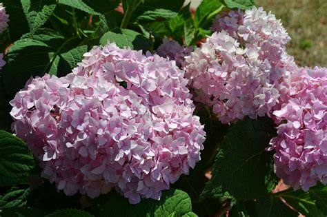 Colors Of Endless Summer Hydrangeas Simple Home Decoration