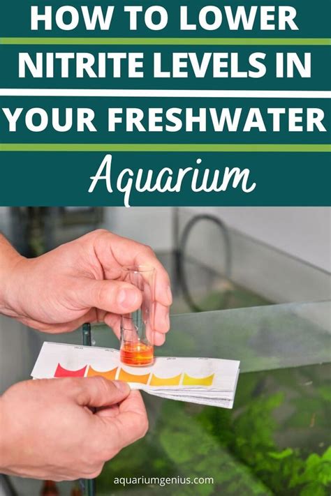 How To Lower Nitrite Levels In Your Freshwater Aquarium In 2023
