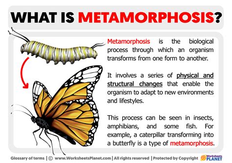 What Is Metamorphosis Definition Of Metamorphosis