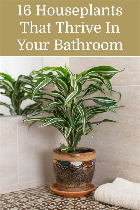 Not All Houseplants Can Survive The Conditions Found In The Bathroom