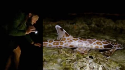 Scientists Astounded By Video Of A ‘walking Epaulette Shark In New