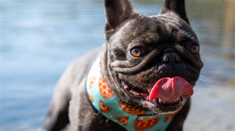 Download Wallpaper 1920x1080 Pug Dog Protruding Tongue Funny Water