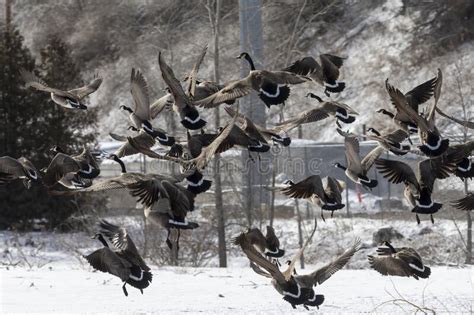 Flock Of Canada Geese In Flight Stock Image Image Of Fauna Beak