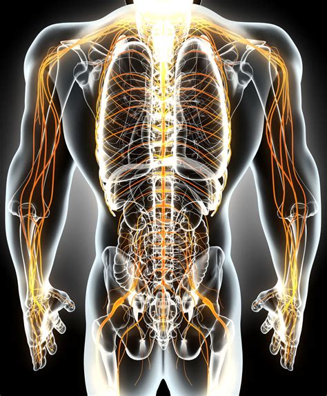 Human Nervous System Structure And Functions Explained