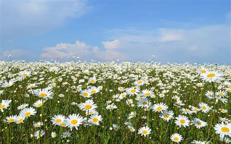 Daisy Meadow White Sky Meadow Flowers Daisies Hd Wallpaper Pxfuel