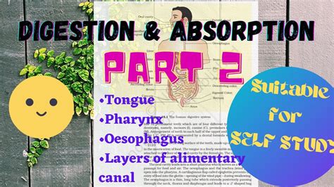 Digestion And Absorption Class 11 Biology 30 Min Series Part 2 NEET