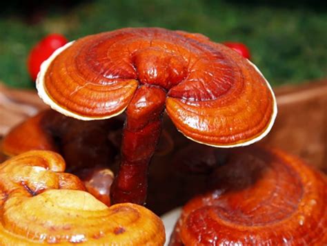 Ganoderma Mushroom Company In India Reishi Mushroom Supplier In India