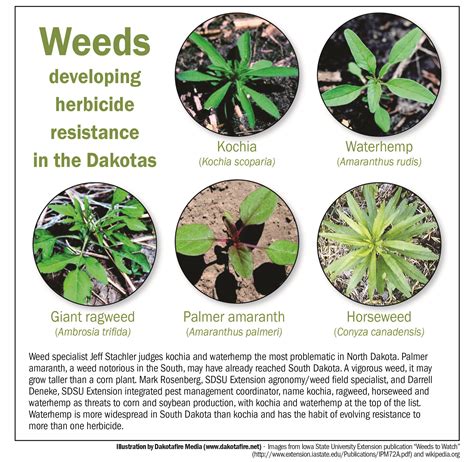 Weeds Developing Herbicide Resistance In The Dakotas Graphic By