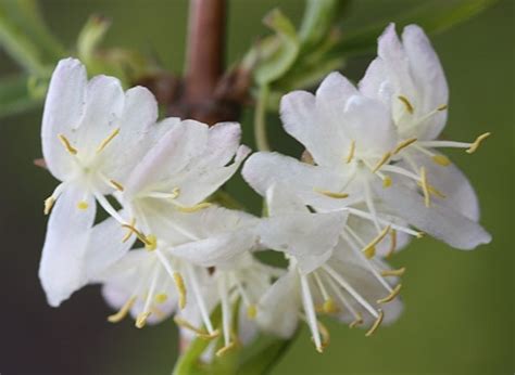 Buy Winter Honeysuckle Lonicera × Purpusii Winter Beauty £1799