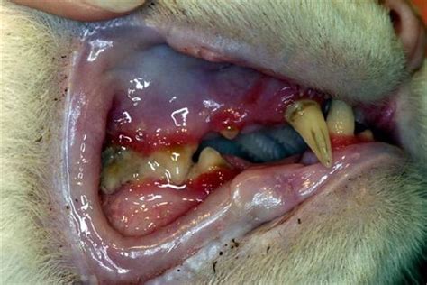 Cancer in cats is less common than cancer in dogs. Cat Mouth Disease - Furever Haus