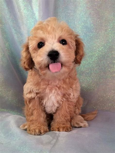 Big attitude meets small size when greeting members of the small dog breed family. 23+ Bichon Poodle Mix Puppies For Adoption - l2sanpiero