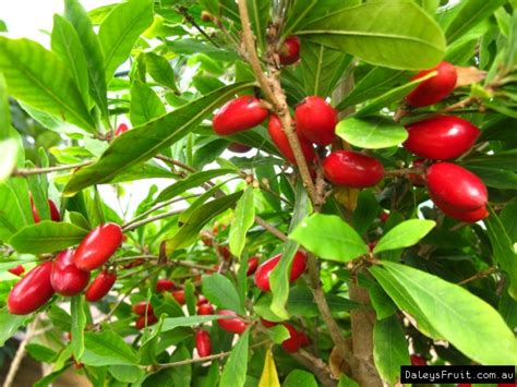 Buy Miracle Fruit Plant In Australia Synsepalum Dulcificum