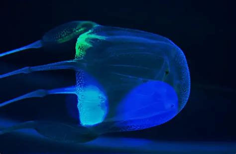 Box Jellyfish Description Habitat Image Diet And Interesting Facts
