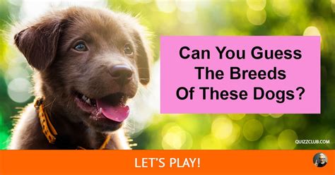 Can You Guess The Breeds Of These Dogs Trivia Quiz Quizzclub