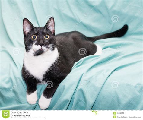 Black And White Cat With Yellow Eyes Lying Stock Photos