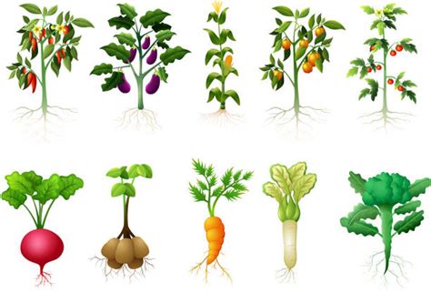 Root Vegetable Illustrations Royalty Free Vector Graphics And Clip Art