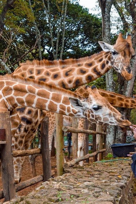 What To Expect When Visiting The Giraffe Centre In Nairobi 2023
