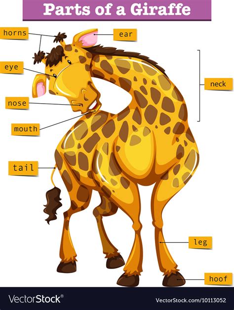 Diagram Showing Parts Of Giraffe Royalty Free Vector Image