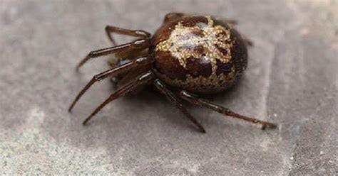 Most Venomous Spider In Uk Found In Nottinghamshire Nottinghamshire