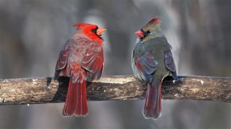 Do Cardinals Mate For Life Birds Tracker