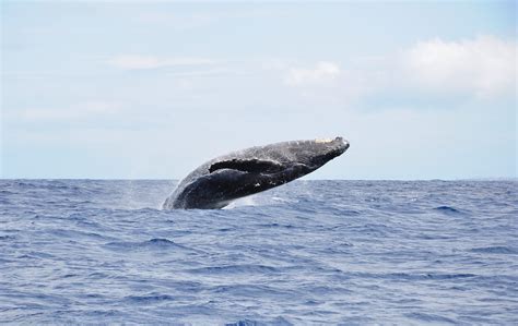 Wallpaper Ocean Hawaii Whale Humpback Breaching 4152x2626