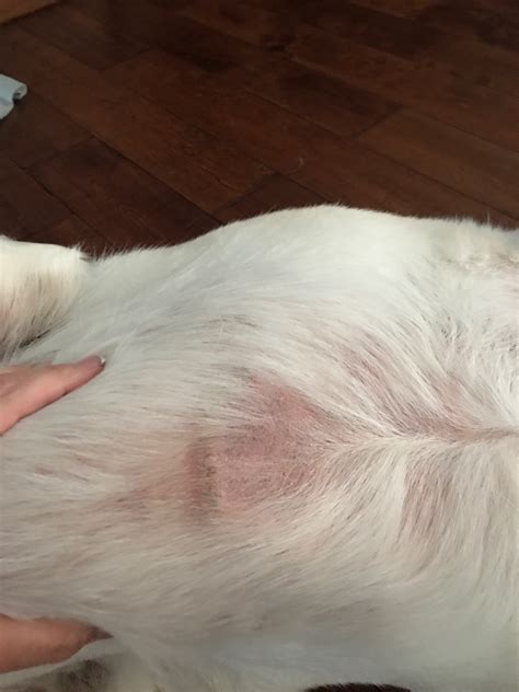 Why Is My Yellow Lab Constantly Breaking Out In Red Rashes That Turn