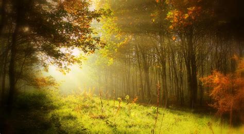 Sun Rays Shining Through Tree Wallpapers Wallpaper Cave