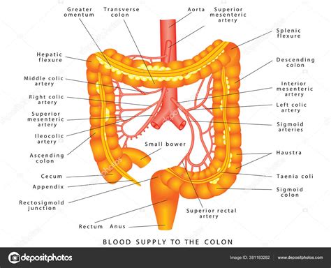 Arterias Abdominales Suministro Sangre Colon Anatom A Del Sistema The