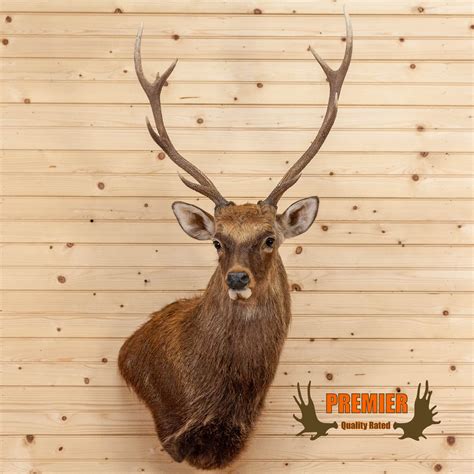 Premier Sika Deer Taxidermy Wall Pedestal Mount Mm5011 Safariworks Decor