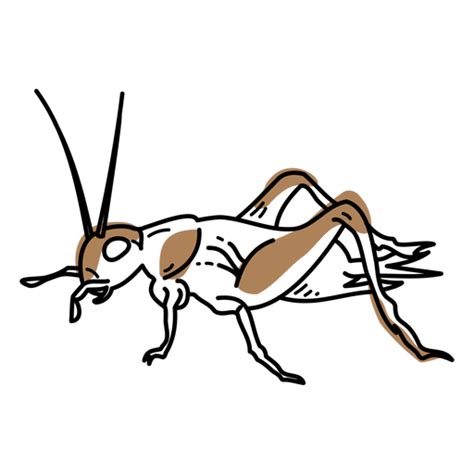 Insect Cricket Clipart Png