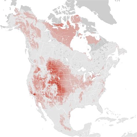 Horned Lark Abundance Map Breeding Ebird Status And Trends
