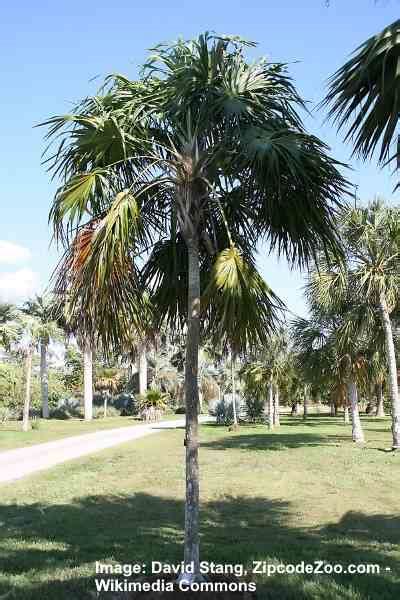 18 Small Florida Palm Trees With Pictures Identification Guide