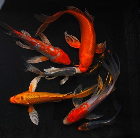 Butterfly Koi For Sale Koi For Sale Japanese Koi Koi Carp