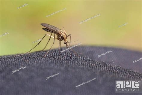 Mosquitoes Gnats Culicidae Trying To Sting Through A Protective Clothing Russia Stock