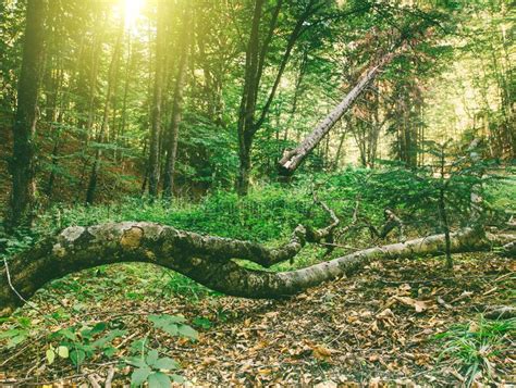 Autumn Forest Landscape Stock Image Image Of Foliage 101440067