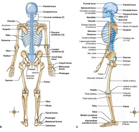 Skeletal System Anterior And Posterior Anatomy