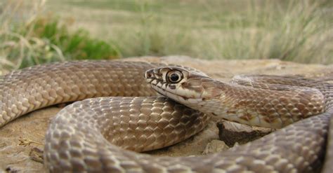 47 Snakes In Oklahoma A Z Animals