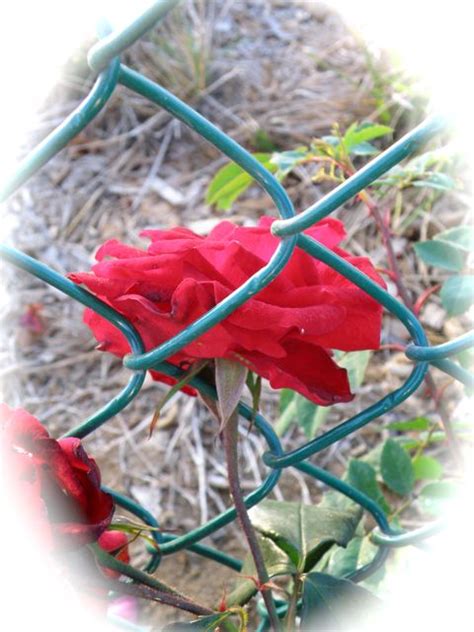 Rose Through The Fence On Curezone Image Gallery