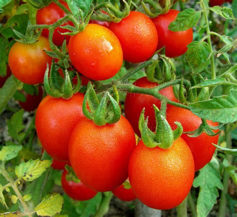 Characteristics And Description Of The Tomato Variety T 34 F1